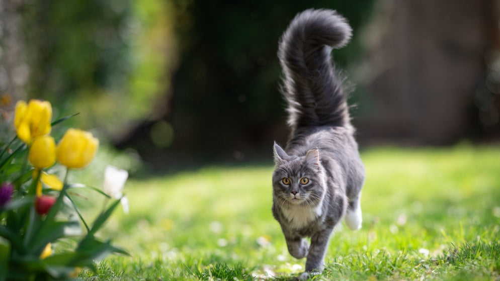Eine Katze der Rasse Maine Coon im Garten.