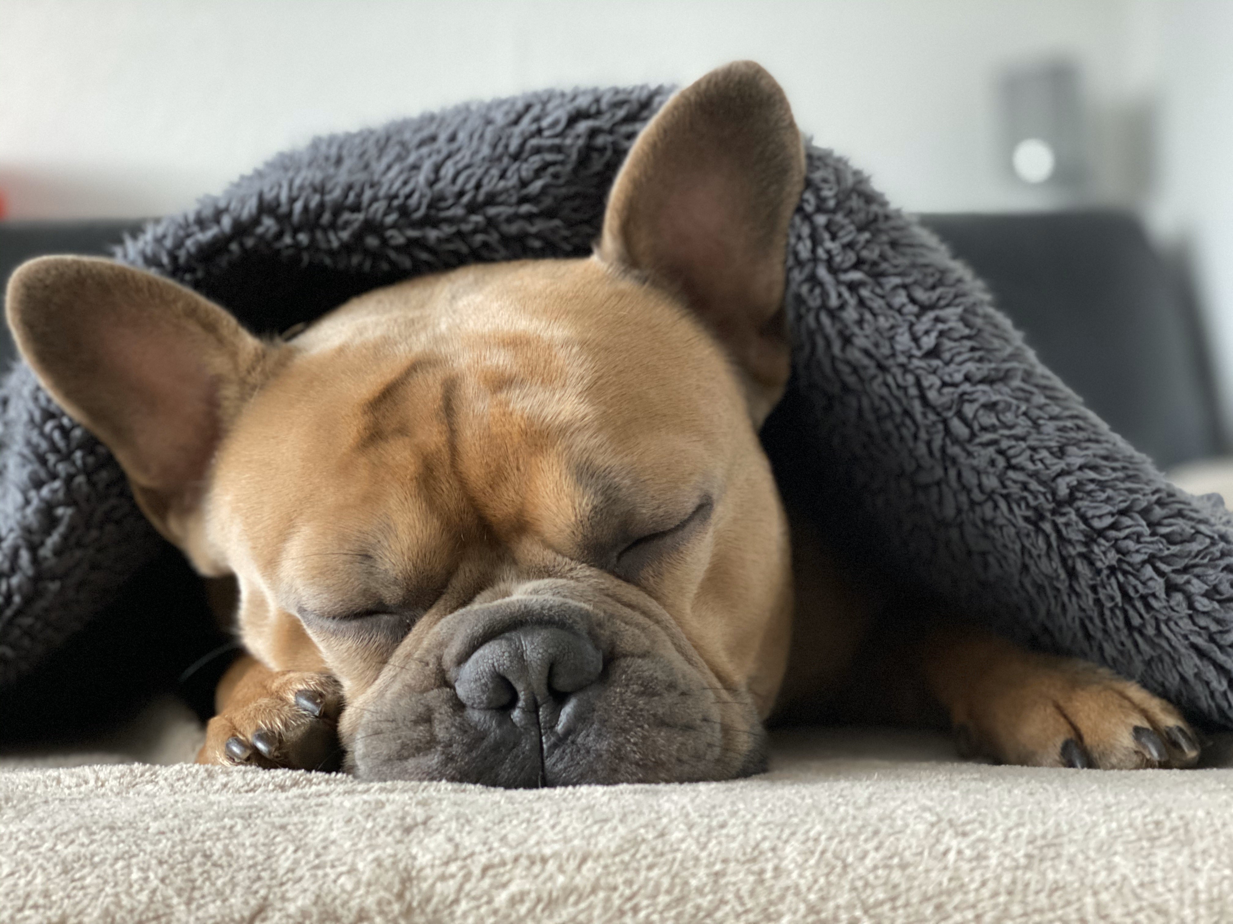 Schlafprobleme beim Hund