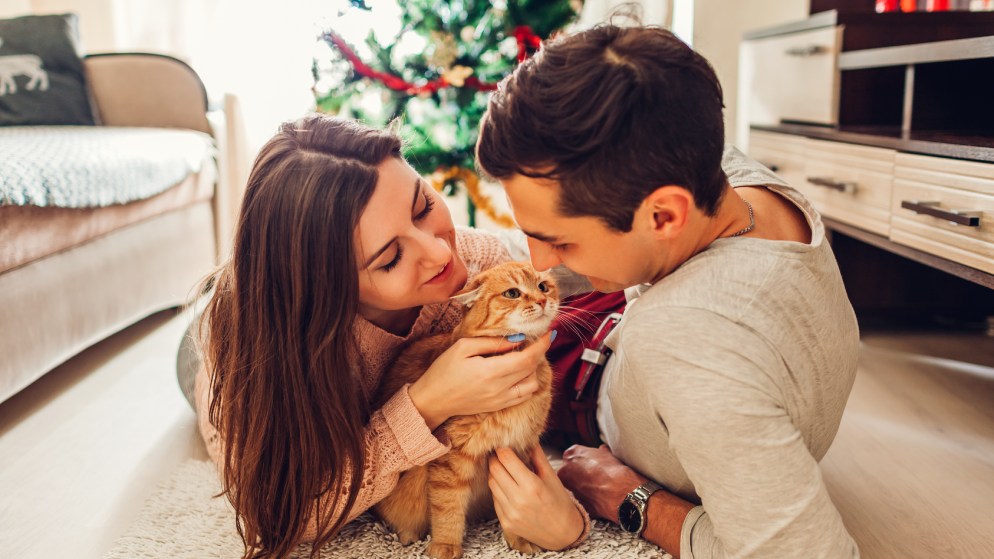 Eine Katze wird an Weihnachten von ihren Besitzern umarmt.