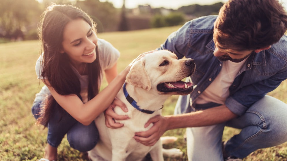 Ein junges Paar auf einer Wiese streichelt glücklich ihren Hund.