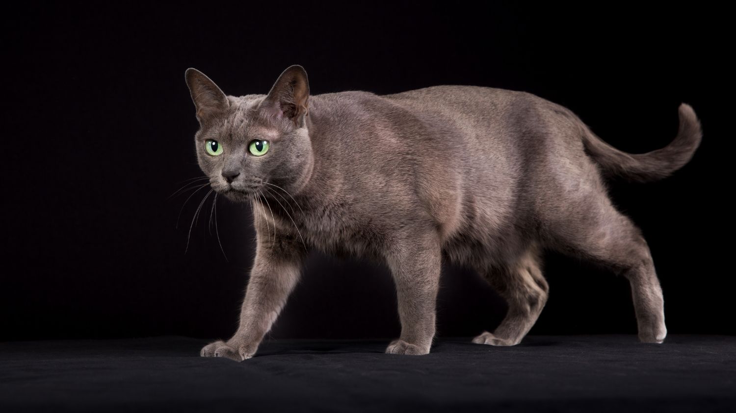 Korat Katze