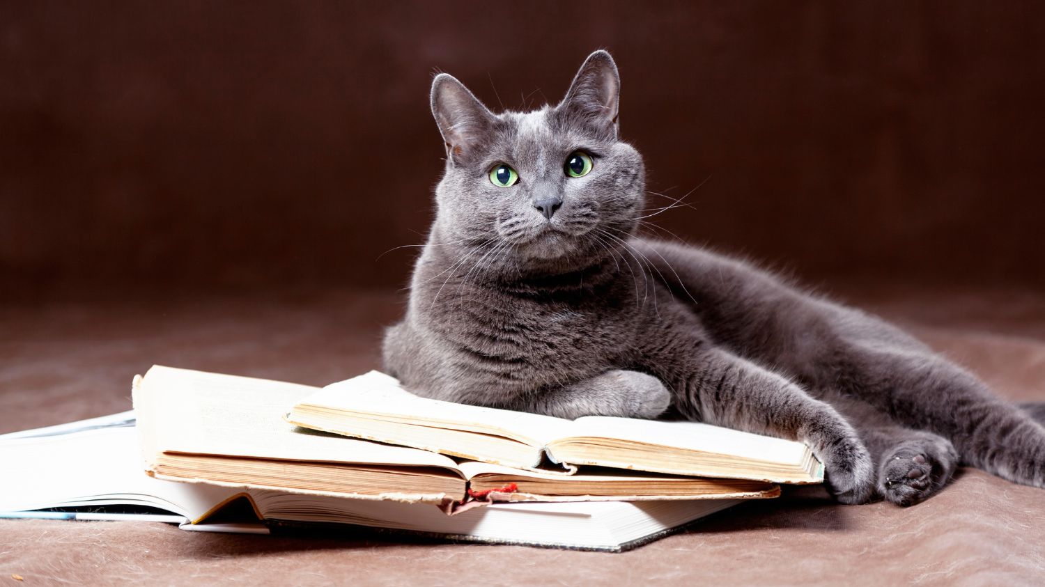 Russisch Blau Katze