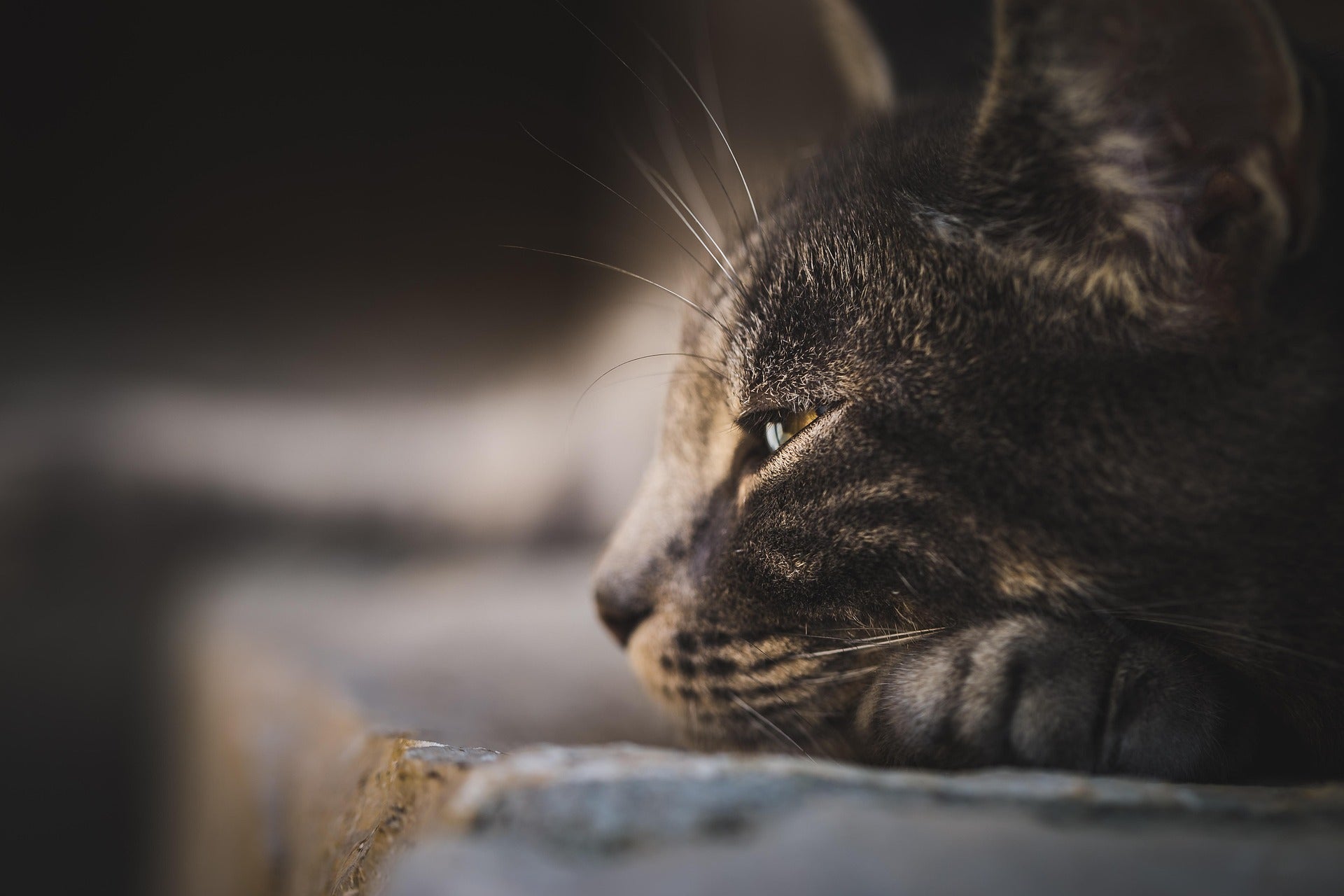 Spondylose bei Katzen: Symptome und Behandlungsmöglichkeiten