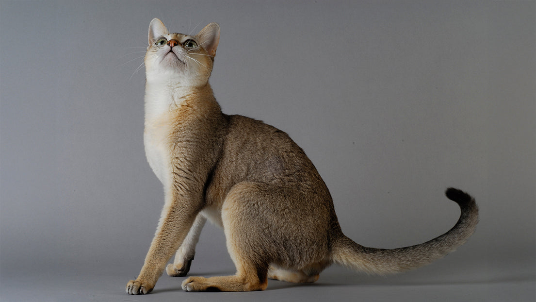 Singapura Katze