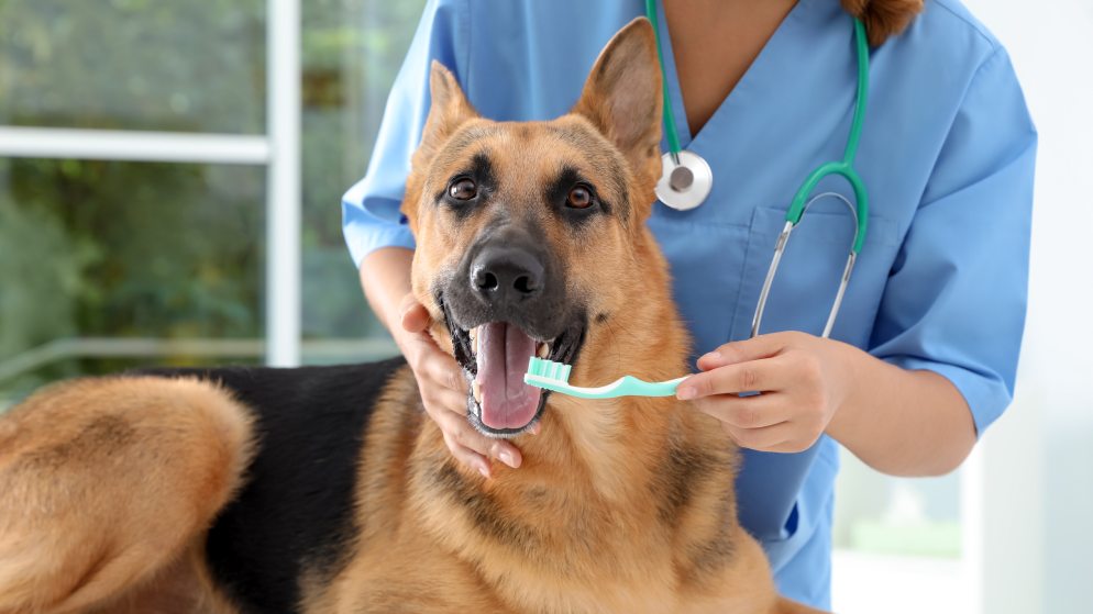 Eine Tierärztin demonstriert die richtige Zahnreinigung an einem Hund und hält eine Zahnbürste mit Zahnpasta vor seinem Maul.