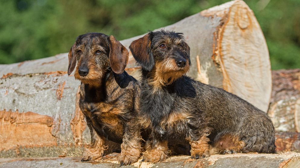 Zwei Hunde der Rasse Rauhaardackel stehen auf einem Holzstamm.