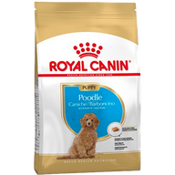 Poodle Puppy - 3kg