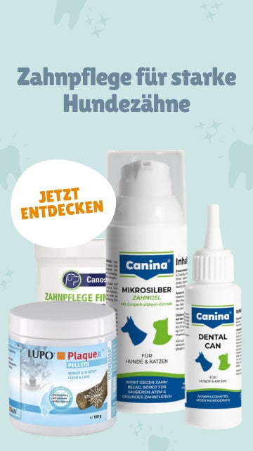 Hundegesundheit Zahnpflege