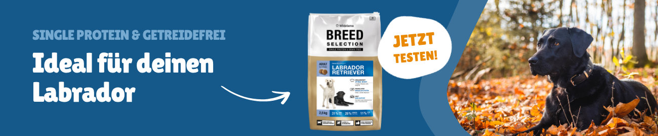 Labrador Retriever Wildsterne Banner