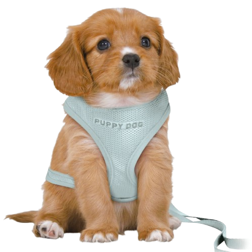 TRIXIE Junior Welpen-Softgeschirr mit Leine