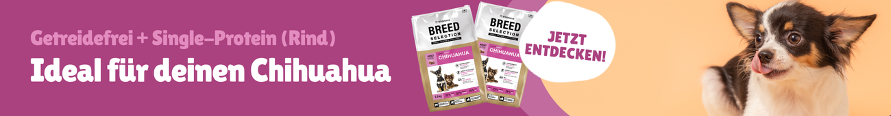 Chihuahua Wildsterne Banner 