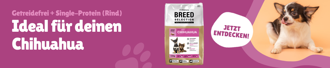 Chihuahua Wildsterne Banner 