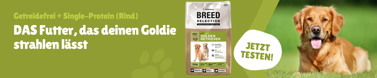 Golden Retriever Wildsterne 
