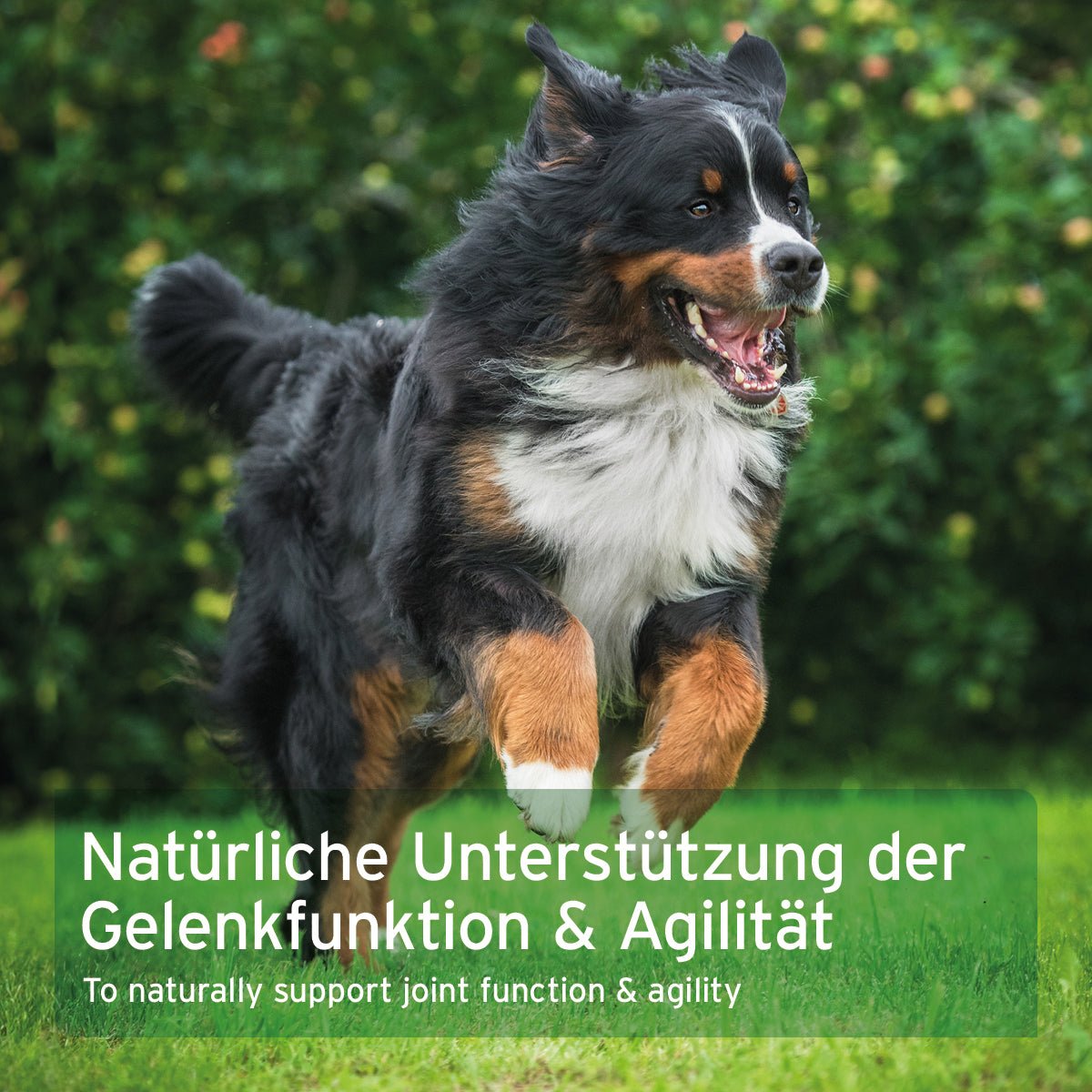 AniForte AgilityVET Gelenktabletten 300 Stk