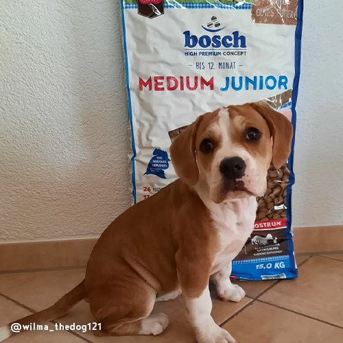 bosch HPC Medium Junior