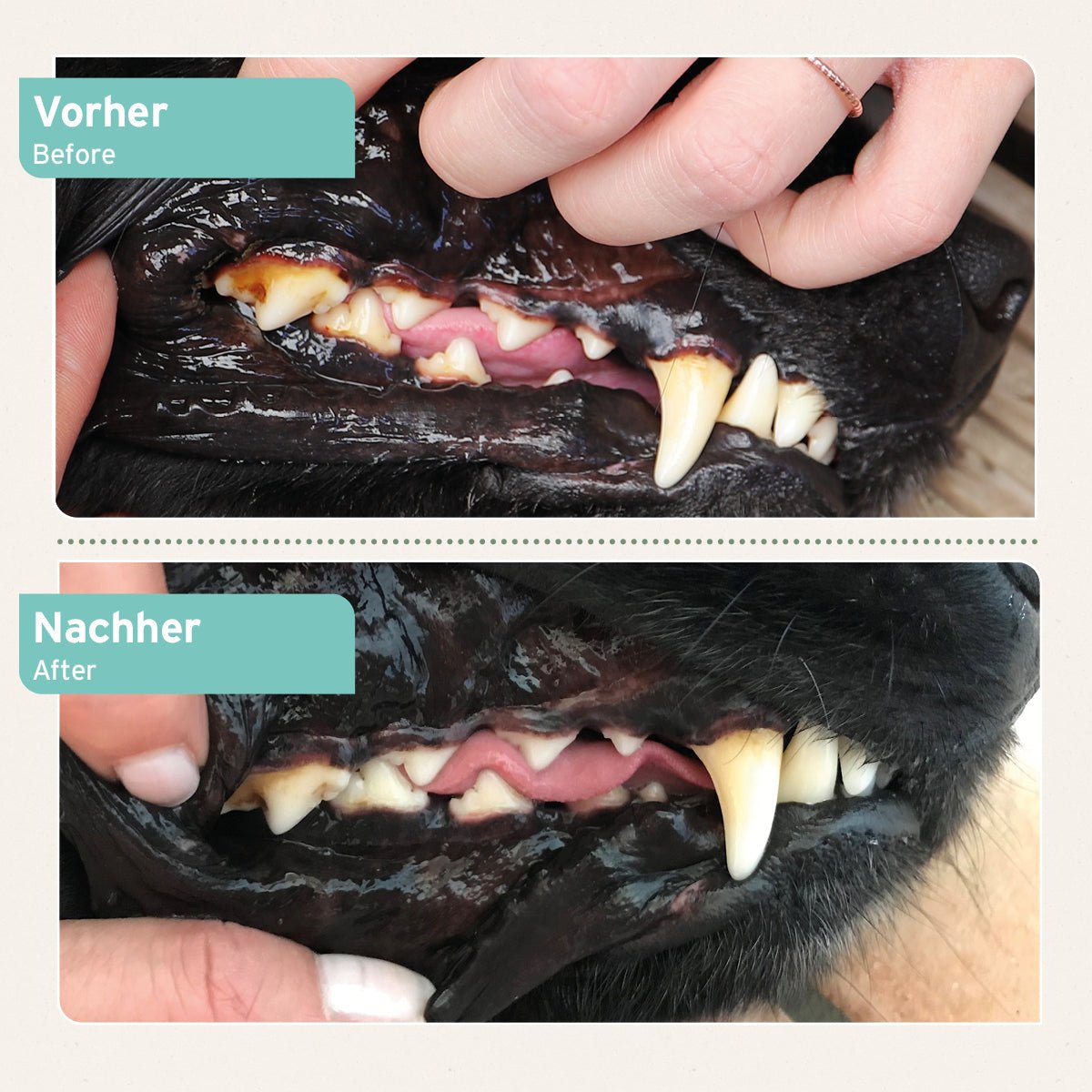 AniForte Denta Clean & Care Pulver 300 g