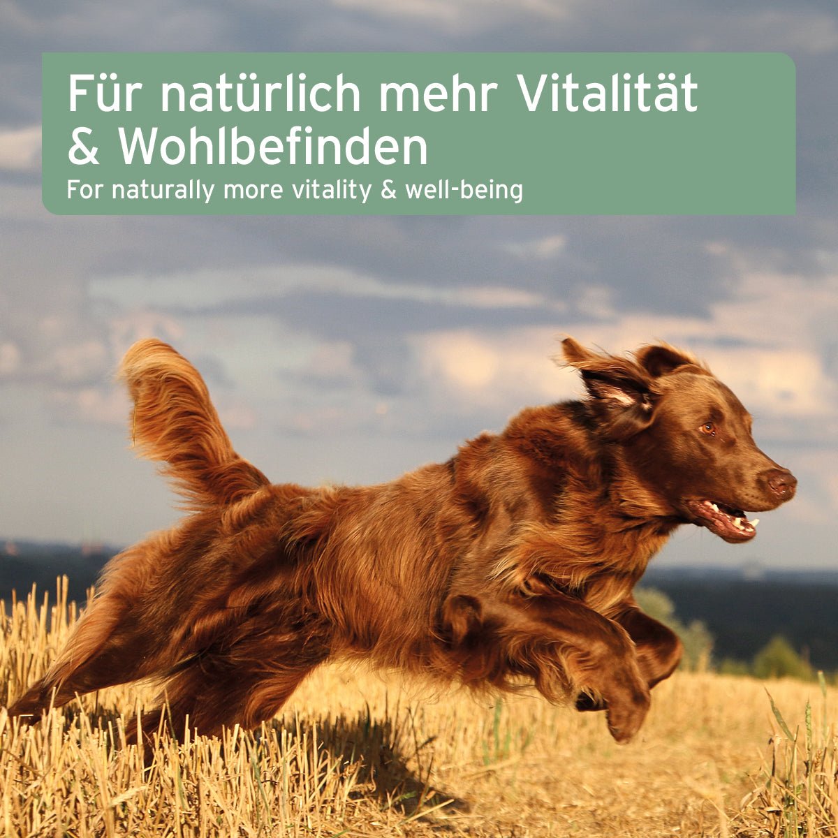 AniForte Lachsöl 1 L