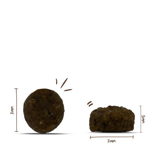 Sanabelle Adult Strauß
