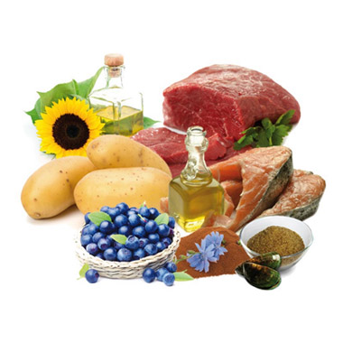 Wildsterne Breed Selection Adult Rhodesian Ridgeback